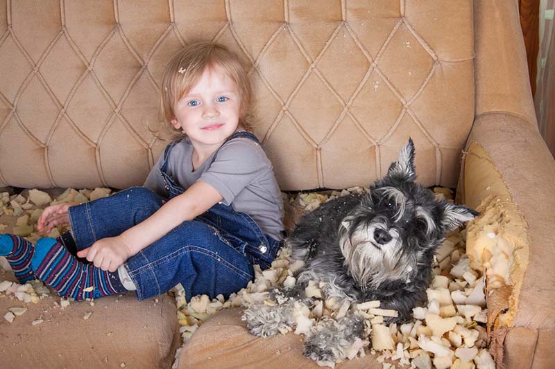 Brauchen Hunde Kauknochen?