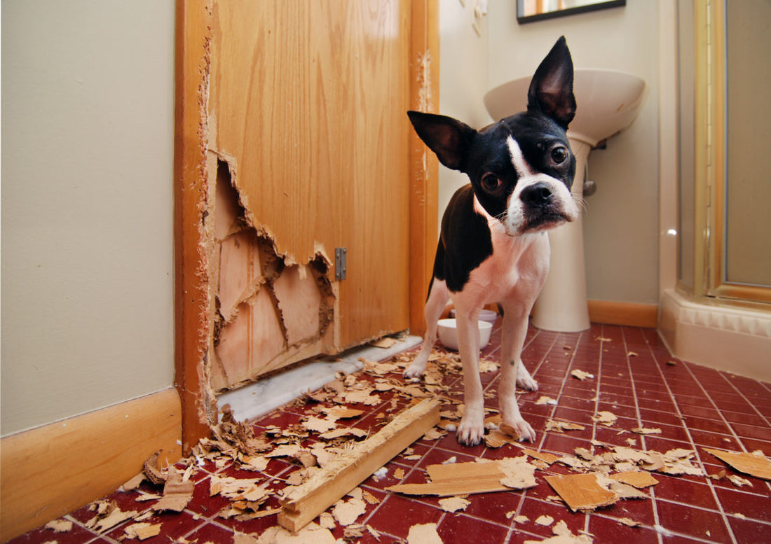 Beschäftigung für Deinen Hund