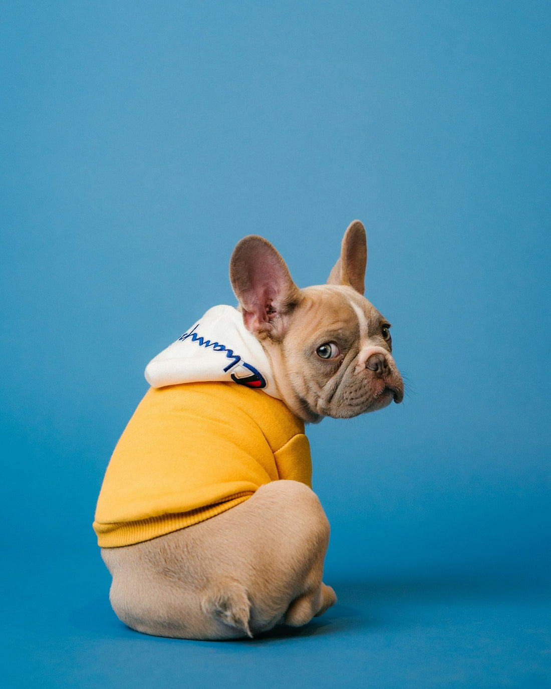 Hund mit Geschenk – Geschenkideen für Hunde